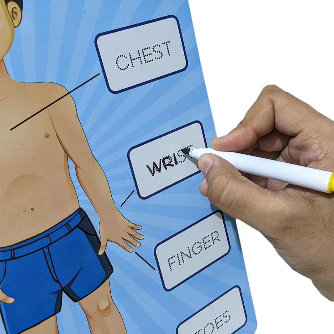 2 in 1 Human Body Knob Double Sided Board with Writing Activity