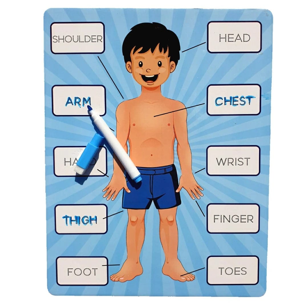 2 in 1 Human Body Knob Double Sided Board with Writing Activity